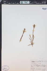 Spiranthes romanzoffiana image