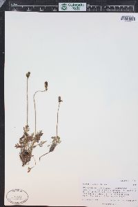 Papaver radicatum subsp. kluanense image