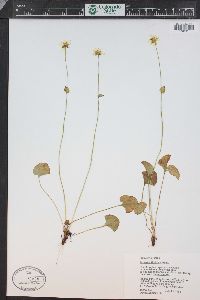 Parnassia fimbriata image