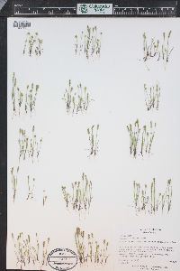 Plantago elongata image