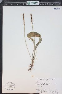 Plantago major image