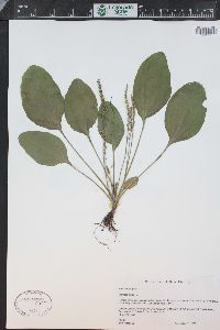 Plantago major image