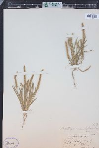 Plantago patagonica image