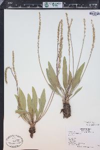 Plantago tweedyi image