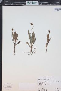 Plantago tweedyi image