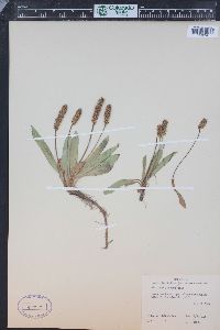 Plantago tweedyi image