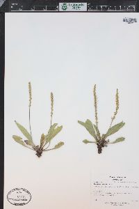 Plantago tweedyi image