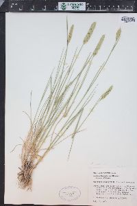 Agropyron cristatum subsp. pectinatum image