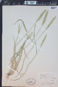 Agropyron cristatum image