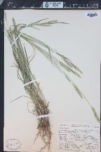 Agropyron cristatum image