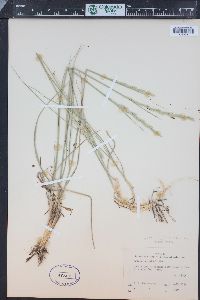 Elymus lanceolatus image