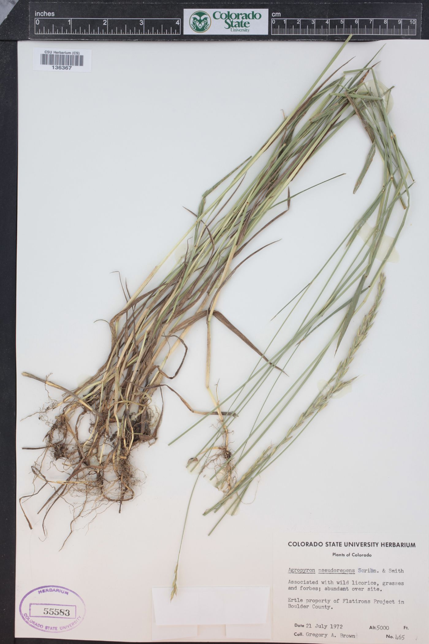 Elymus x pseudorepens image