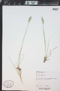 Elymus scribneri image