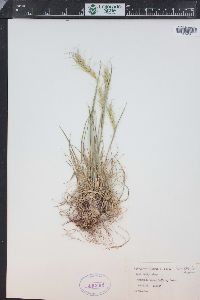 Elymus scribneri image