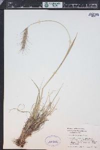 Elymus scribneri image