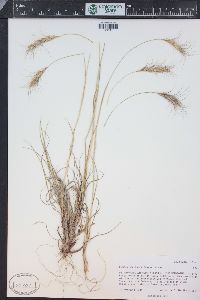 Elymus scribneri image