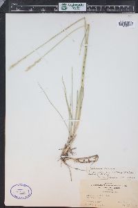 Pascopyrum smithii image