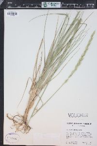 Pascopyrum smithii image