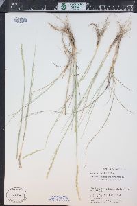 Pascopyrum smithii image