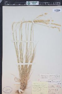 Pseudoroegneria spicata image