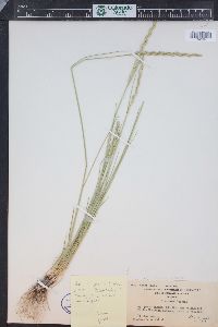 Pseudoroegneria spicata f. inermis image