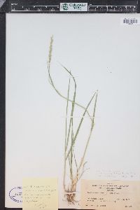 Pseudoroegneria spicata image