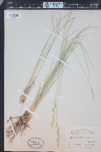 Pseudoroegneria spicata image