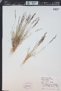 Agrostis mertensii image