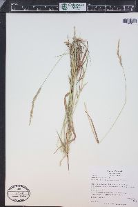 Agrostis exarata image