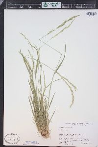 Agrostis exarata image