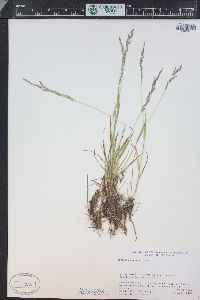 Agrostis exarata image