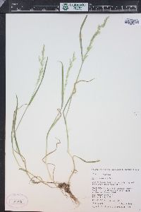 Agrostis exarata image