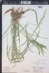 Agrostis exarata image