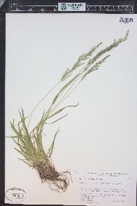 Agrostis exarata image