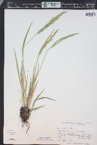 Agrostis exarata image