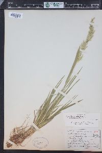 Agrostis exarata image