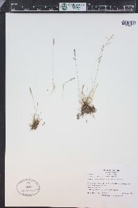 Agrostis humilis image