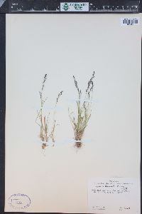 Agrostis humilis image