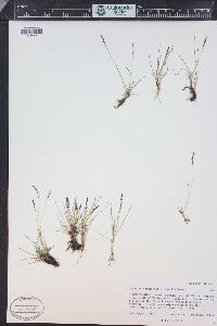 Agrostis humilis image