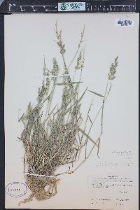 Polypogon viridis image