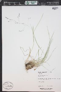 Agrostis humilis image