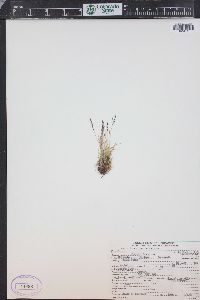 Agrostis humilis image