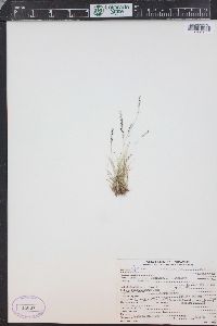 Agrostis humilis image