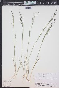 Agrostis variabilis image