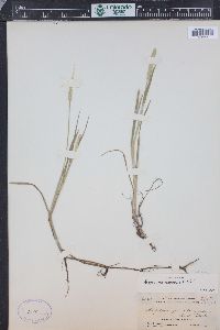 Alopecurus aequalis image