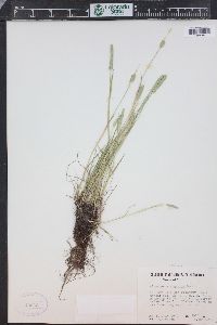 Alopecurus aequalis image