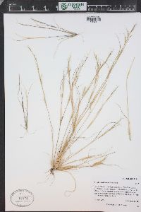 Aristida basiramea image