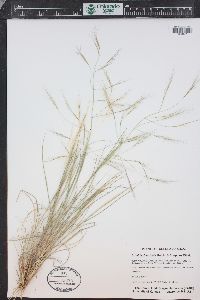 Aristida divaricata image