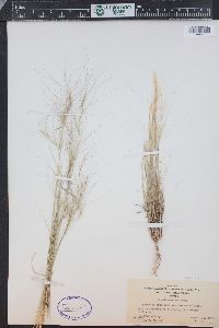 Aristida purpurea var. longiseta image