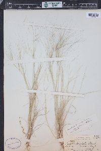 Aristida purpurea var. longiseta image